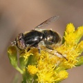 Eristalinus aeneas, normal male, hoverfly, Alan Prowse